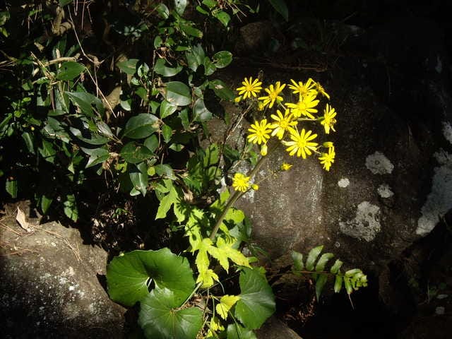 桜などは落葉も黄色のツワブキが鮮やかでした。