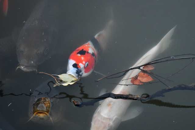 六義園の池の鯉（佐々木佳雄）