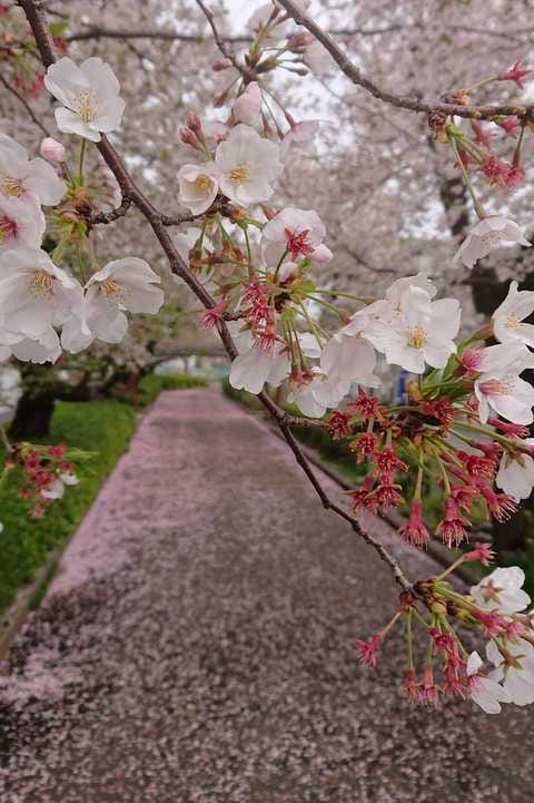 春（浪江立夫）