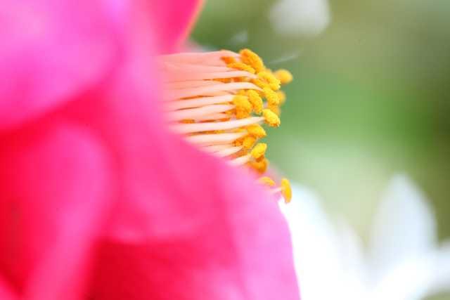 紅ほのか　高橋泰江