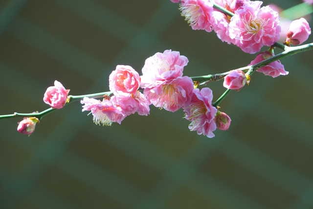 庭先の紅梅　熊木雄太郎