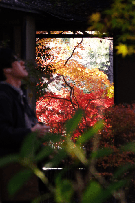 紅葉狩り（田中俊平）