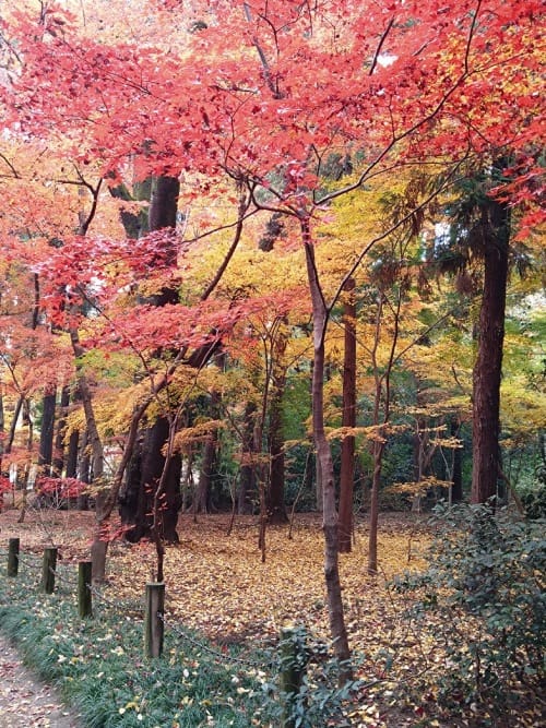 秋の平林寺（浪江立夫）